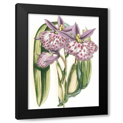 Lilac Orchid II Black Modern Wood Framed Art Print by Vision Studio