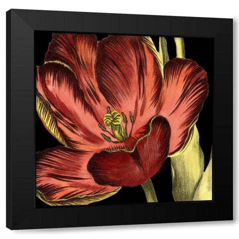 Mini Transitional Tulip III Black Modern Wood Framed Art Print with Double Matting by Vision Studio