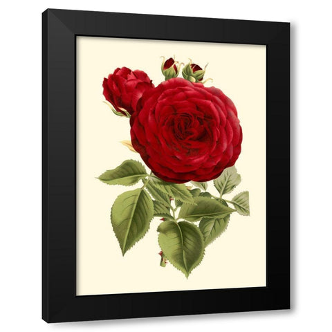 Magnificent Rose I Black Modern Wood Framed Art Print with Double Matting by Van Houtte