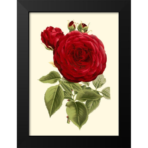Magnificent Rose I Black Modern Wood Framed Art Print by Van Houtte