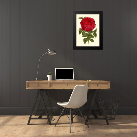 Magnificent Rose II Black Modern Wood Framed Art Print by Van Houtte