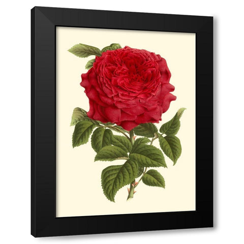 Magnificent Rose II Black Modern Wood Framed Art Print with Double Matting by Van Houtte