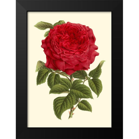 Magnificent Rose II Black Modern Wood Framed Art Print by Van Houtte