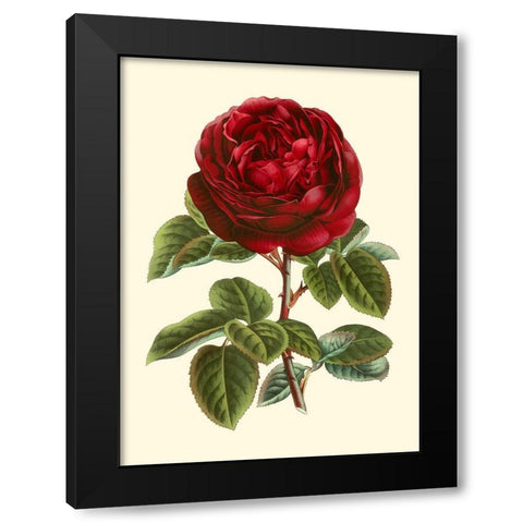 Magnificent Rose III Black Modern Wood Framed Art Print by Van Houtte