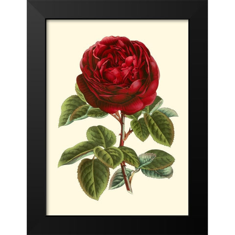 Magnificent Rose III Black Modern Wood Framed Art Print by Van Houtte