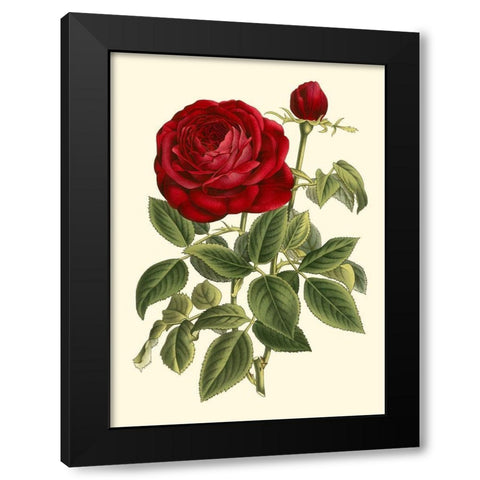 Magnificent Rose IV Black Modern Wood Framed Art Print with Double Matting by Van Houtte