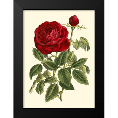 Magnificent Rose IV Black Modern Wood Framed Art Print by Van Houtte