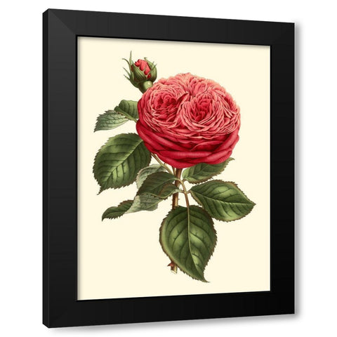 Magnificent Rose V Black Modern Wood Framed Art Print with Double Matting by Van Houtte