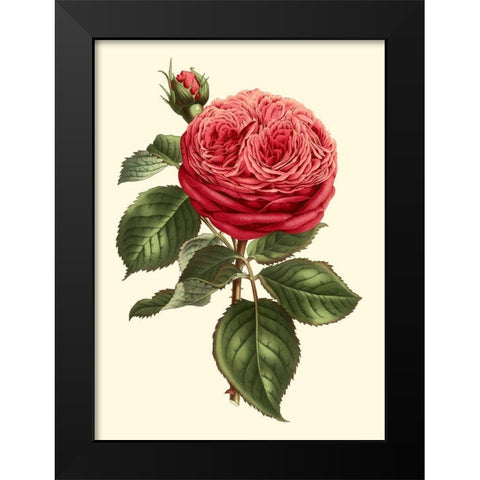 Magnificent Rose V Black Modern Wood Framed Art Print by Van Houtte