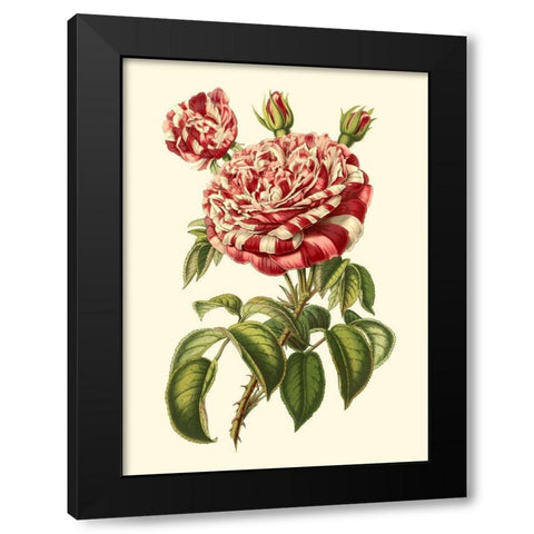 Magnificent Rose VI Black Modern Wood Framed Art Print with Double Matting by Van Houtte