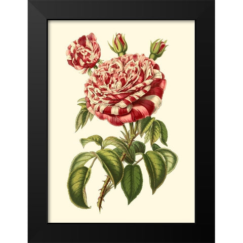 Magnificent Rose VI Black Modern Wood Framed Art Print by Van Houtte