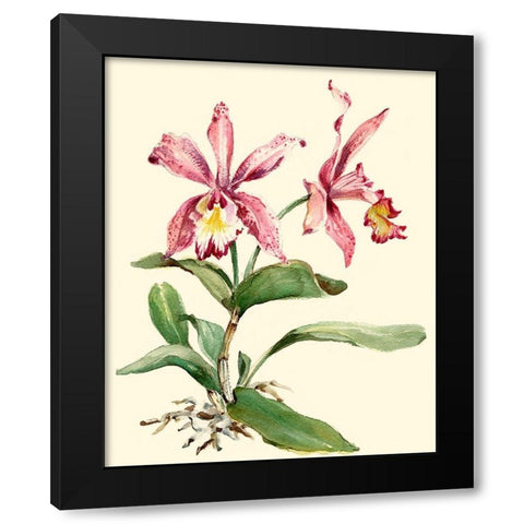 Pink Cattleya Orchid Black Modern Wood Framed Art Print by Waldman, Joy