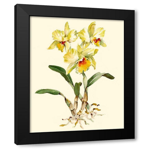 Yellow Cattleya Orchid Black Modern Wood Framed Art Print by Waldman, Joy