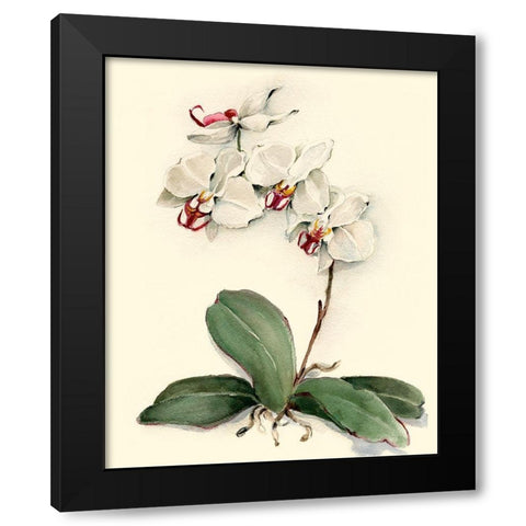 Phalaenopsis Red Throat Orchid Black Modern Wood Framed Art Print by Waldman, Joy
