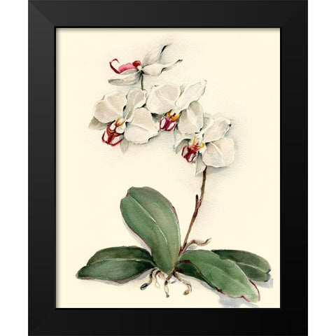 Phalaenopsis Red Throat Orchid Black Modern Wood Framed Art Print by Waldman, Joy