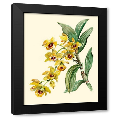 Dendrobium Orchid Black Modern Wood Framed Art Print with Double Matting by Waldman, Joy
