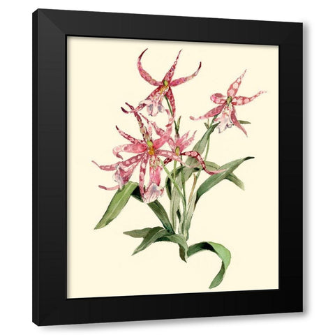 Mittassia Hybrid Orchid Black Modern Wood Framed Art Print by Waldman, Joy