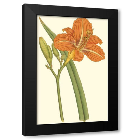 Lily Varieties I Black Modern Wood Framed Art Print by Curtis