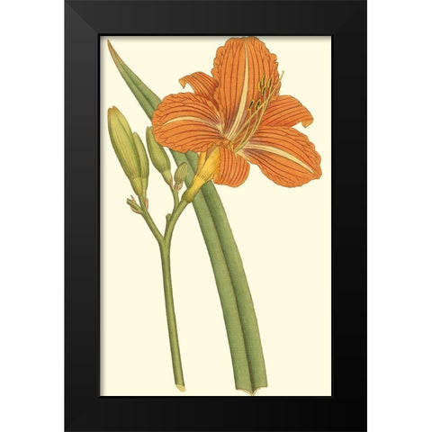 Lily Varieties I Black Modern Wood Framed Art Print by Curtis