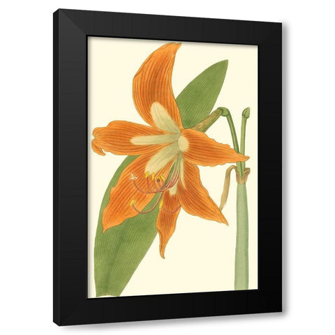Lily Varieties II Black Modern Wood Framed Art Print by Curtis