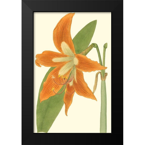Lily Varieties II Black Modern Wood Framed Art Print by Curtis