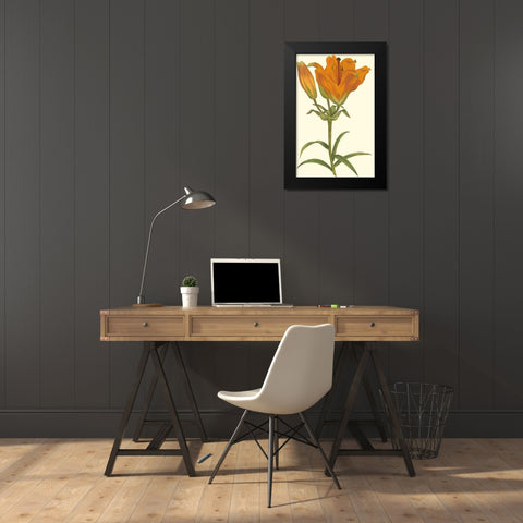 Lily Varieties III Black Modern Wood Framed Art Print by Curtis