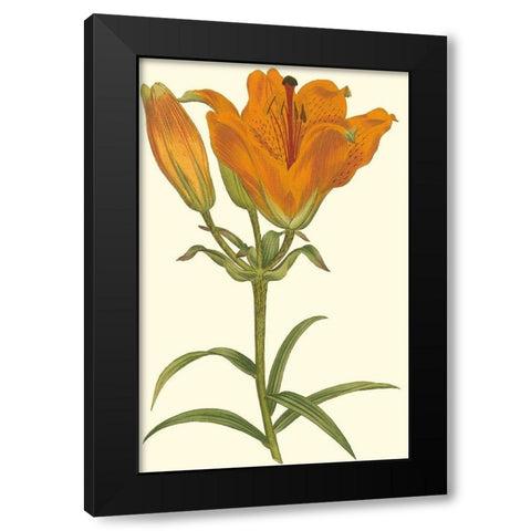 Lily Varieties III Black Modern Wood Framed Art Print with Double Matting by Curtis