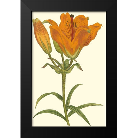 Lily Varieties III Black Modern Wood Framed Art Print by Curtis