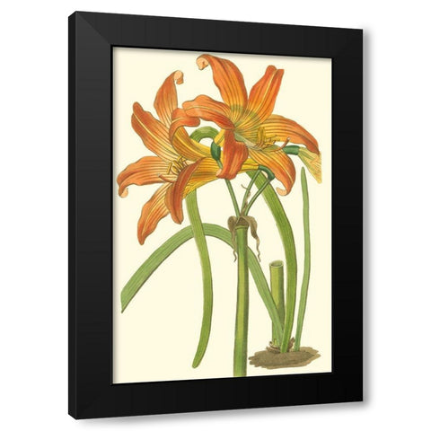 Lily Varieties IV Black Modern Wood Framed Art Print with Double Matting by Curtis