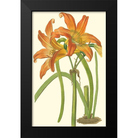 Lily Varieties IV Black Modern Wood Framed Art Print by Curtis