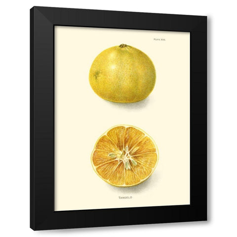 Tangelo Black Modern Wood Framed Art Print by Unknown