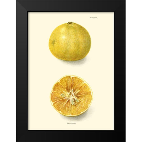 Tangelo Black Modern Wood Framed Art Print by Unknown