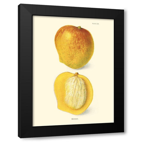 Mango Black Modern Wood Framed Art Print with Double Matting by Unknown