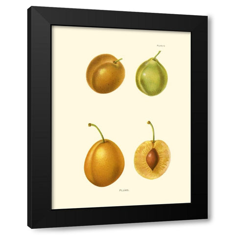 Plums I Black Modern Wood Framed Art Print by Unknown