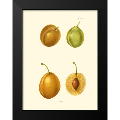 Plums I Black Modern Wood Framed Art Print by Unknown