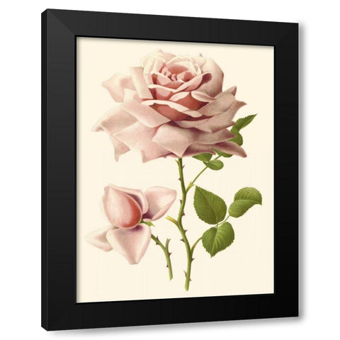 Victorian Rose I Black Modern Wood Framed Art Print by Guillot, R.