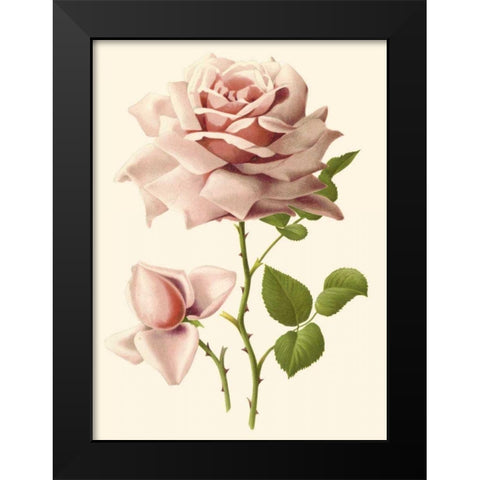 Victorian Rose I Black Modern Wood Framed Art Print by Guillot, R.