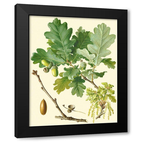 Acorns and Foliage II Black Modern Wood Framed Art Print with Double Matting by Vision Studio