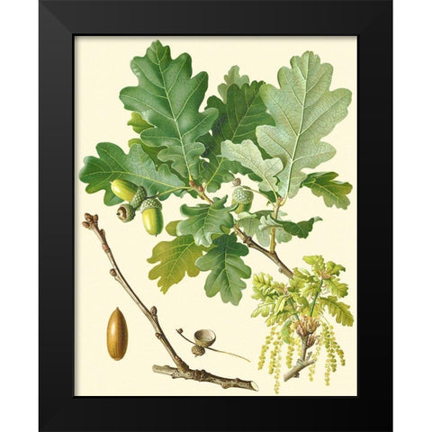 Acorns and Foliage II Black Modern Wood Framed Art Print by Vision Studio