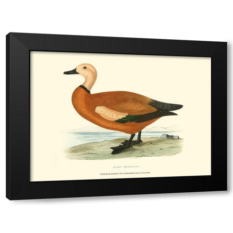 Ruddy Shieldrake Black Modern Wood Framed Art Print with Double Matting by Vision Studio