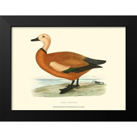 Ruddy Shieldrake Black Modern Wood Framed Art Print by Vision Studio