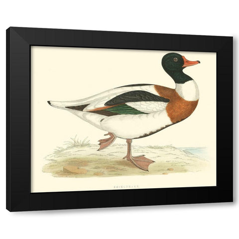 Shieldrake Black Modern Wood Framed Art Print by Vision Studio