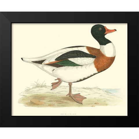 Shieldrake Black Modern Wood Framed Art Print by Vision Studio