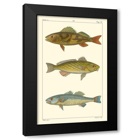Freshwater Fish I Black Modern Wood Framed Art Print with Double Matting by Pretre