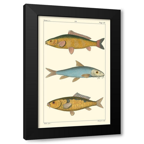 Freshwater Fish II Black Modern Wood Framed Art Print by Pretre