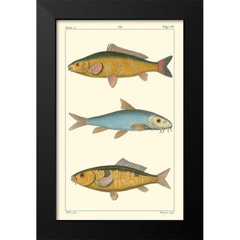 Freshwater Fish II Black Modern Wood Framed Art Print by Pretre