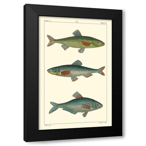 Freshwater Fish III Black Modern Wood Framed Art Print by Pretre