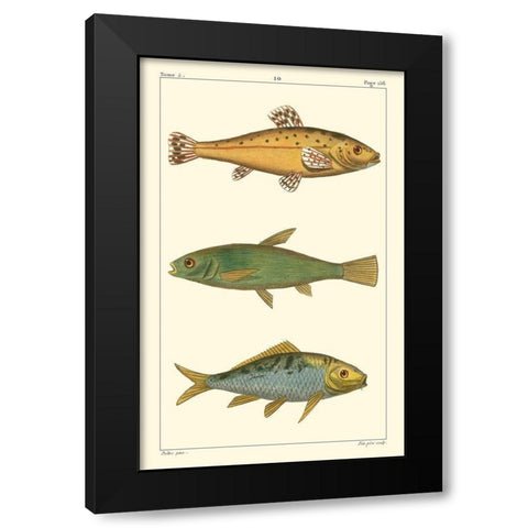 Freshwater Fish IV Black Modern Wood Framed Art Print by Pretre
