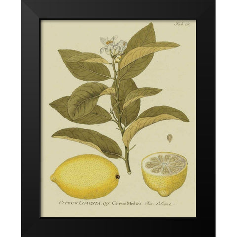 Antique Lemon Black Modern Wood Framed Art Print by Unknown