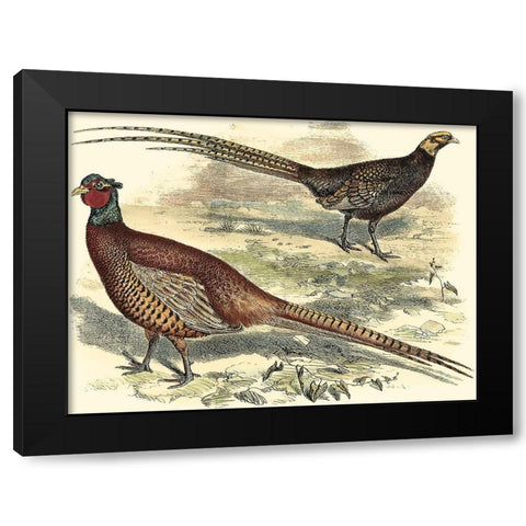 Pheasant Varieties V Black Modern Wood Framed Art Print with Double Matting by Vision Studio